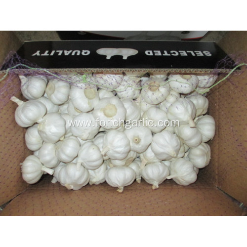 Fresh Pure White Garlic Crop 2021